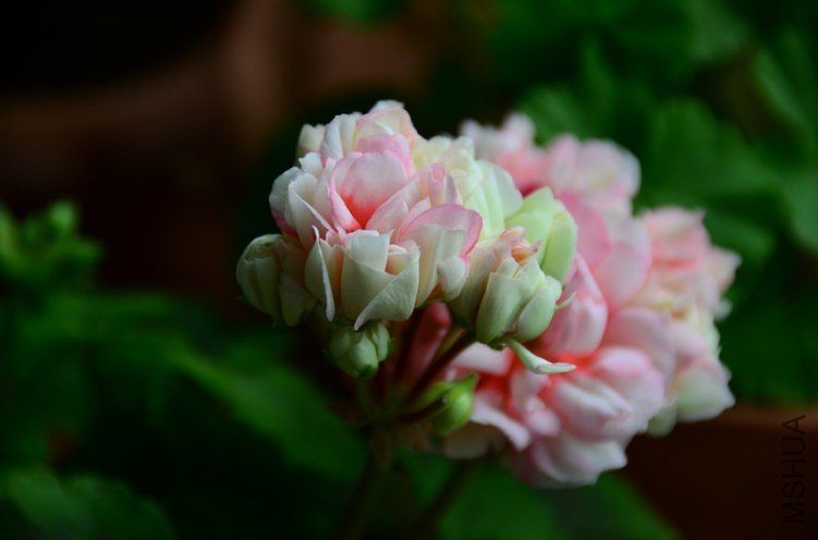 ��Ƭ 1136_����.jpg