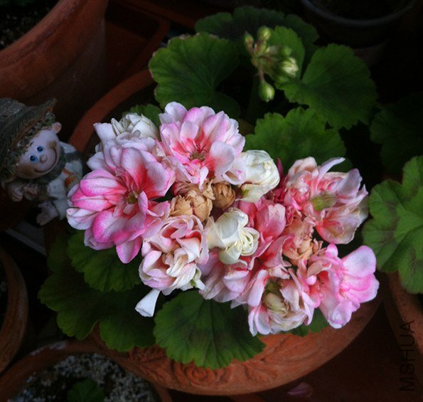 ��Ƭ 1174_����.jpg