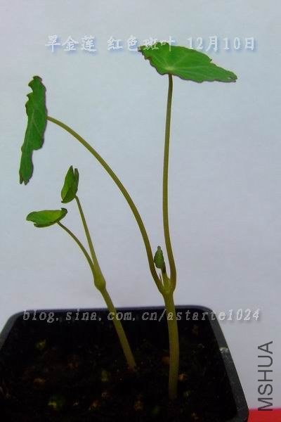 2012-1210(005)��������ɫ��Ҷ.jpg