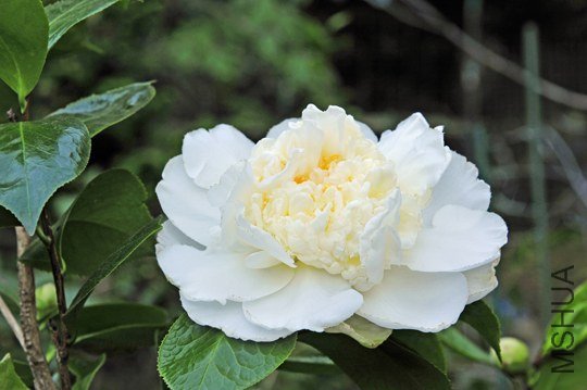 _DSC8138_SS.jpg
