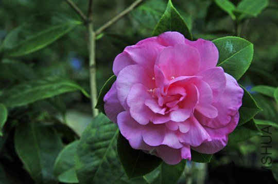 _DSC8157_SS.jpg
