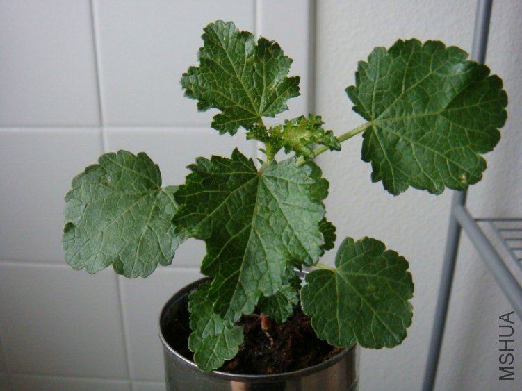 DSC07269 (800x600).jpg