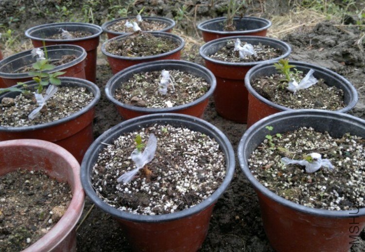 �����գ�12.10��