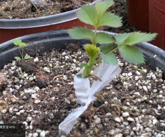 4���磨12.10��