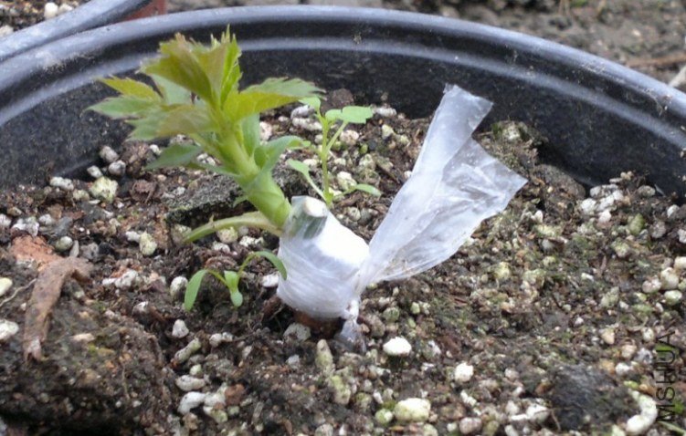 6���磨12.10��