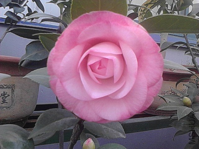 IMG_20121211_110954.jpg
