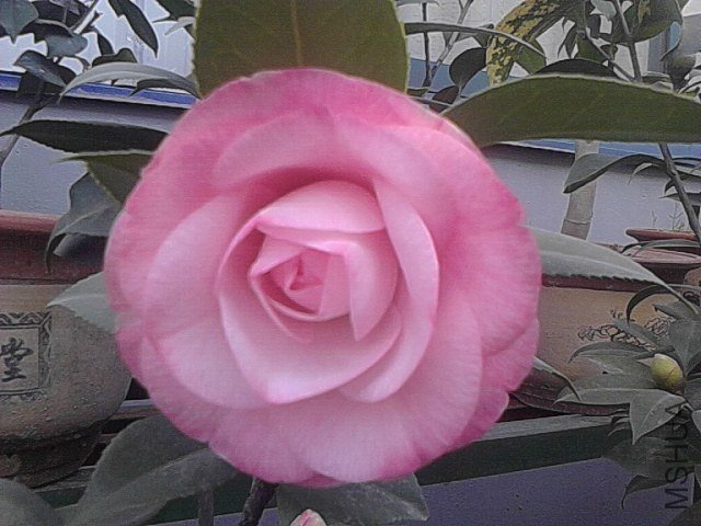 IMG_20121211_111508.jpg