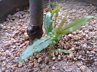 ���³�һ��ʲôֲ���λ�мҿ�����ʲô����æ����һ��