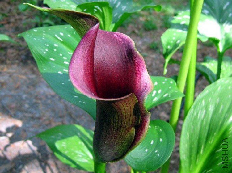 zantedeschia aethiopica Anneke.jpg