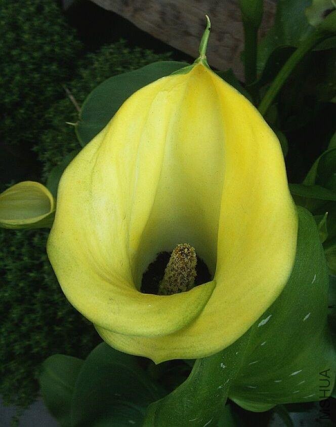 zantedeschia aethiopica Black Magic.jpg
