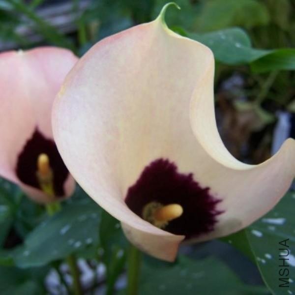 zantedeschia aethiopica Cameo.jpg