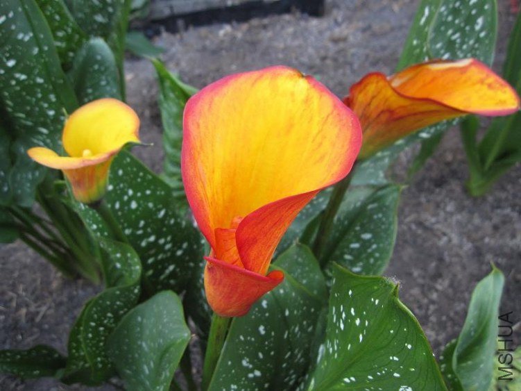 zantedeschia aethiopica flamet.jpg