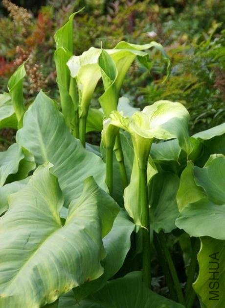 zantedeschia aethiopica green goddess.jpg