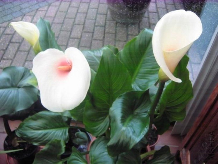 zantedeschia aethiopica pink mist.jpg
