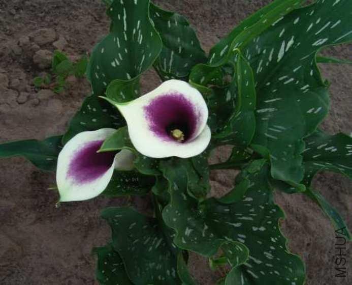zantedeschia Picasso.jpg