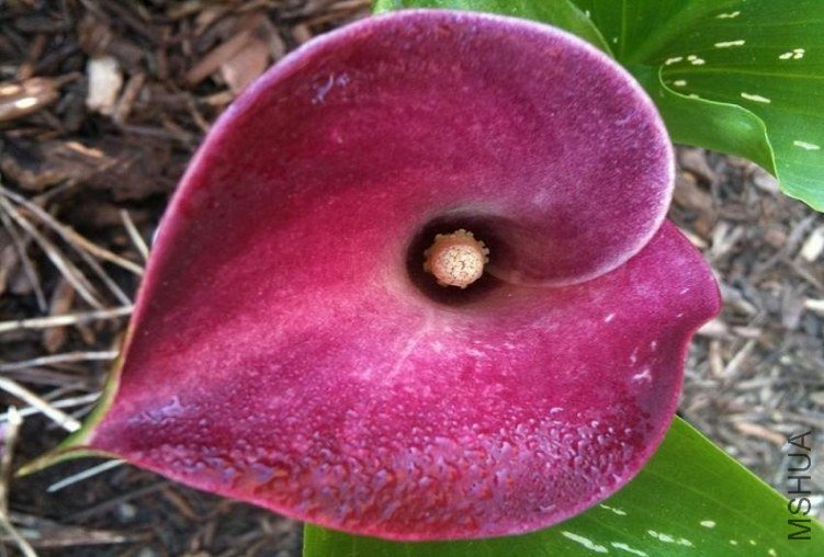 zantedeschia pink persuasion.jpg