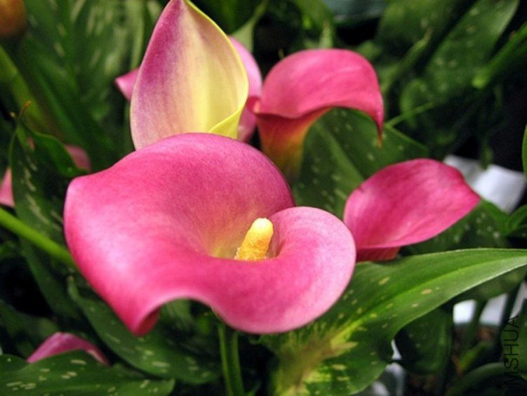 Zantedeschia Rehmannii Pink arum.jpg