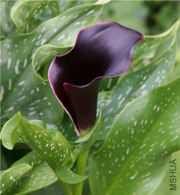 zantedeschia schwarzwalder.jpg