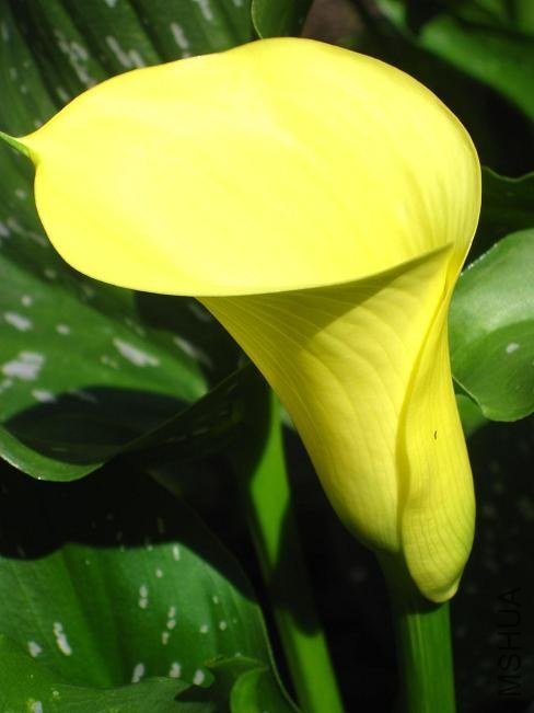 Zantedeschia Solfatare.jpg