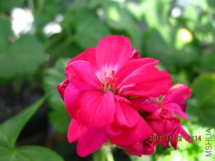 �������ɫ