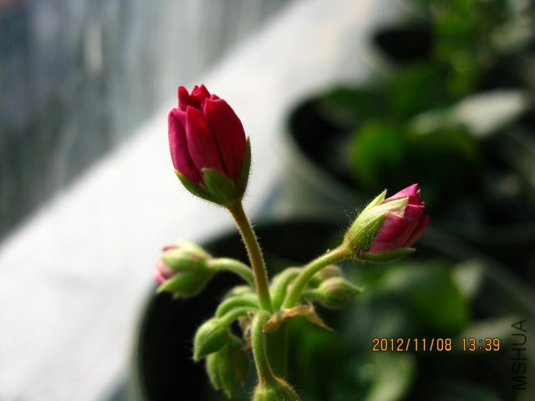 �������ɫ