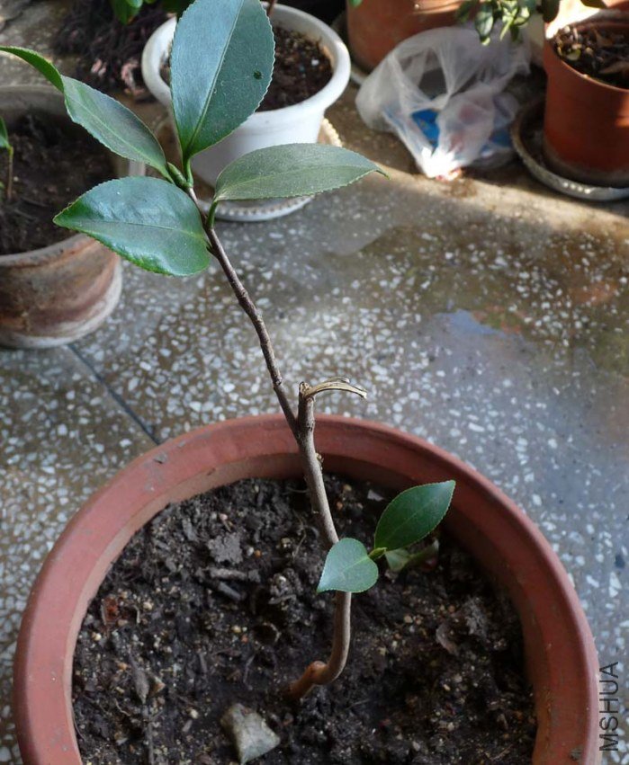 ������˹