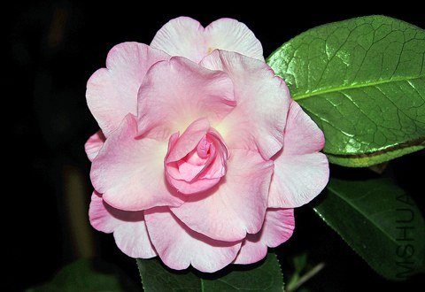 _DSC8190_SS.jpg