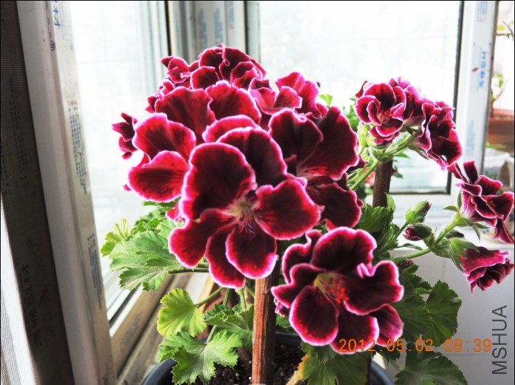 �ٵ۹�����