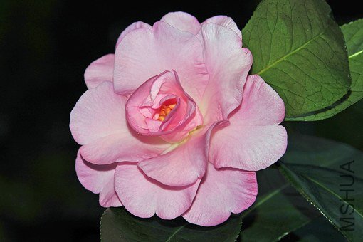 _DSC8196_SS.jpg