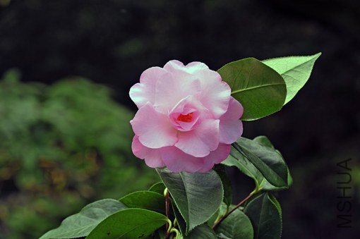 _DSC8202_SS.jpg