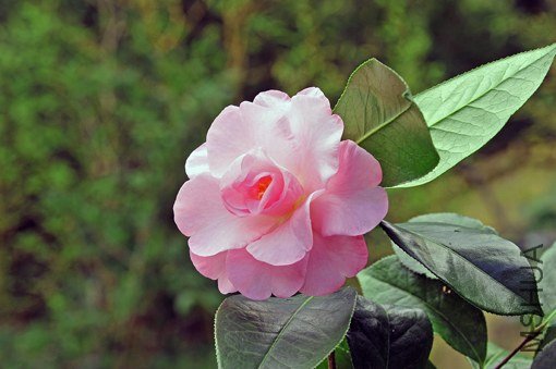 _DSC8203_SS.jpg