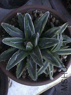 IMG1213094202.jpg