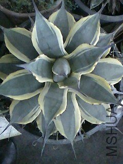 IMG1213094201.jpg