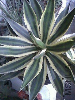 IMG1213094200.jpg