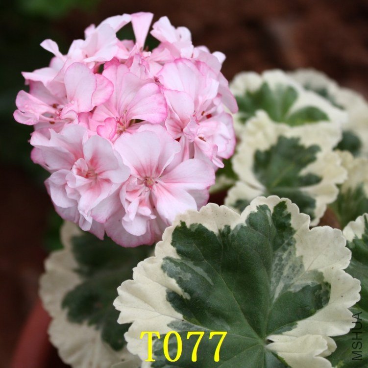 T077-0.jpg
