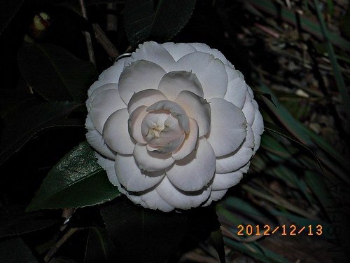 ǧ��֮��a.JPG