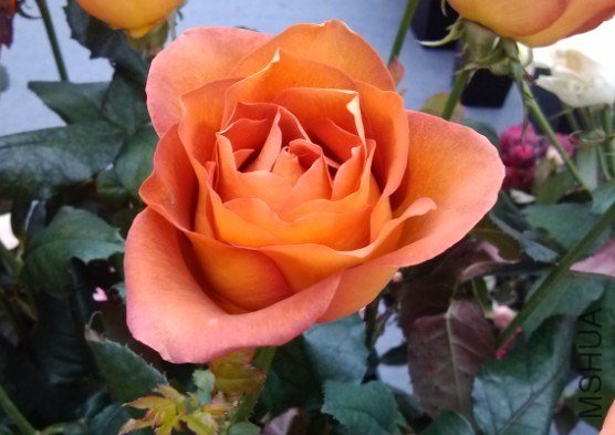 QQ��ͼ20121213113835.jpg