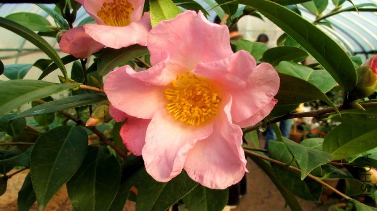 Small Xianfei-A-ss.jpg