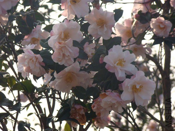 DSC07876.jpg