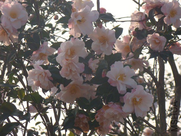 DSC07879.jpg
