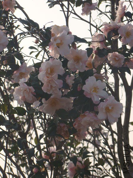 DSC07881.jpg