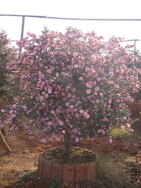 ��ת-DSC07882.jpg