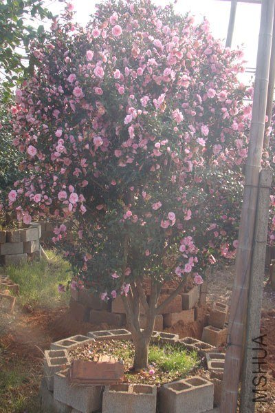 ��ת-DSC07888.jpg