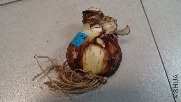 ��ۿ�����������