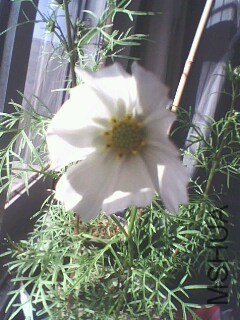 IMG0716A.jpg