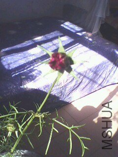 IMG0718A.jpg