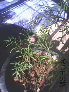 IMG0719A.jpg
