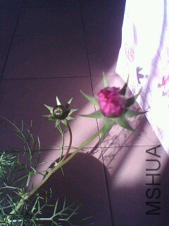 IMG0721A.jpg