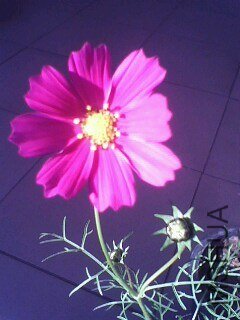 IMG0723A.jpg