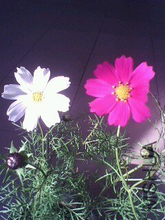 IMG0725A.jpg